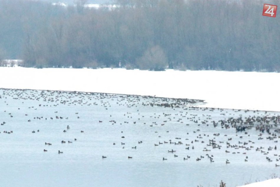 Na brehoch Zemplínskej šíravy zimujú tisícky vodných vtákov