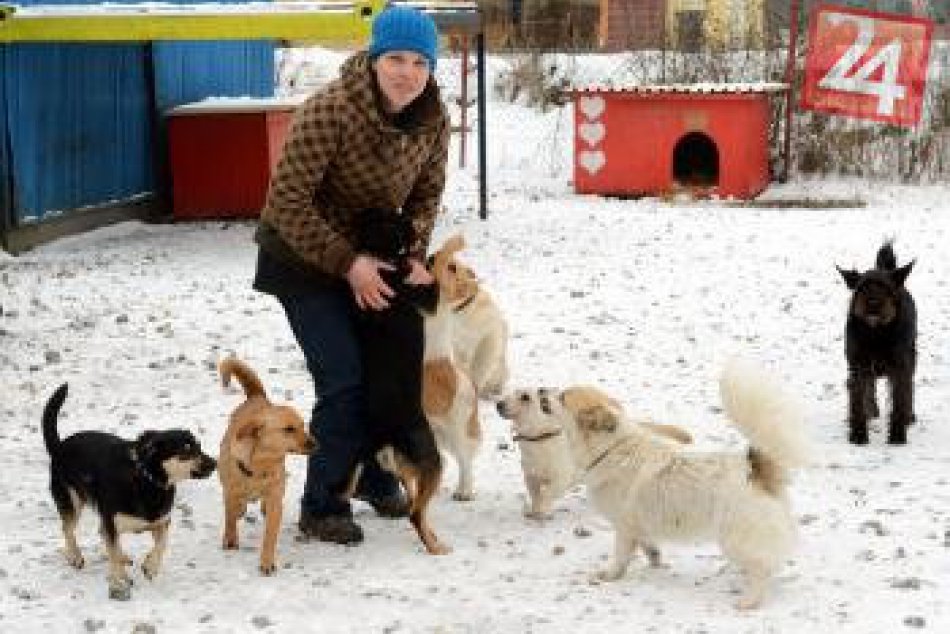 Košický útulok praská vo švíkoch