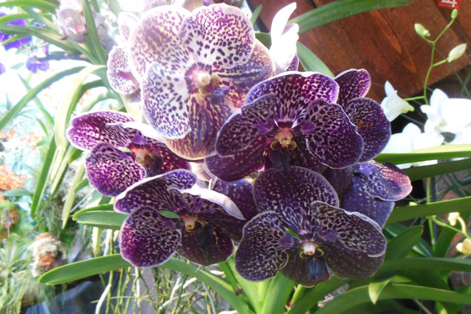 Exkluzívna výstava orchideí v košickej botanickej