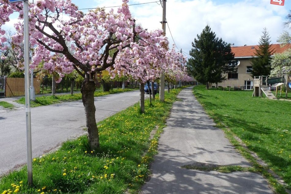 FOTO: Bystrická ulica doslova kvitne krásou: Aj takto vyzerá jar pod Urpínom!
