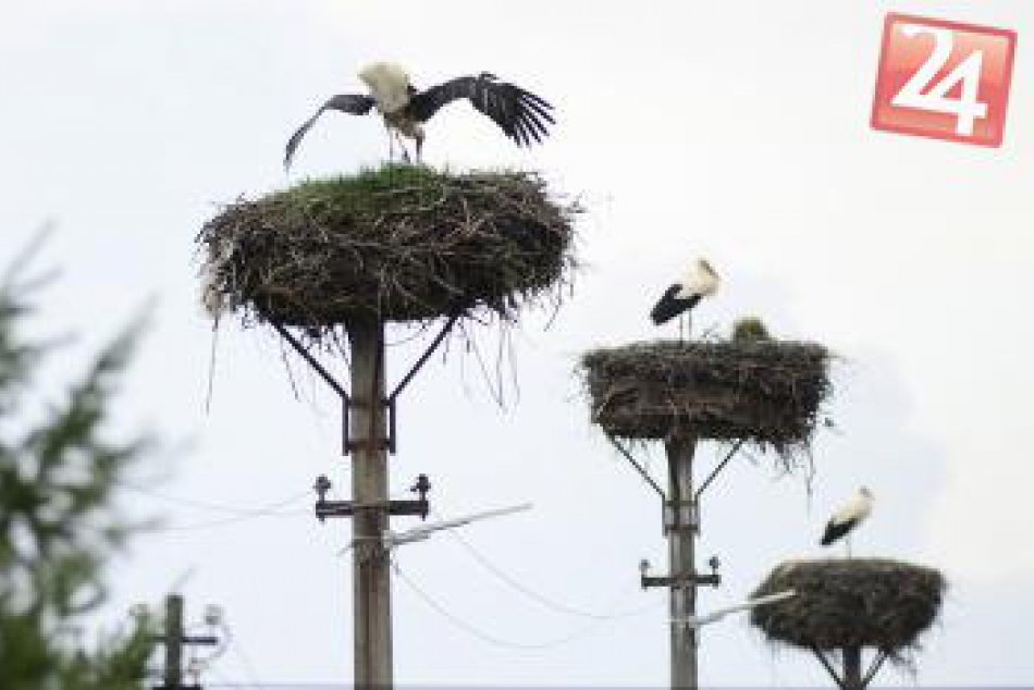 Ocenenie pre obec Buzica: V dedine hniezdi tridsiatka týchto vtákov