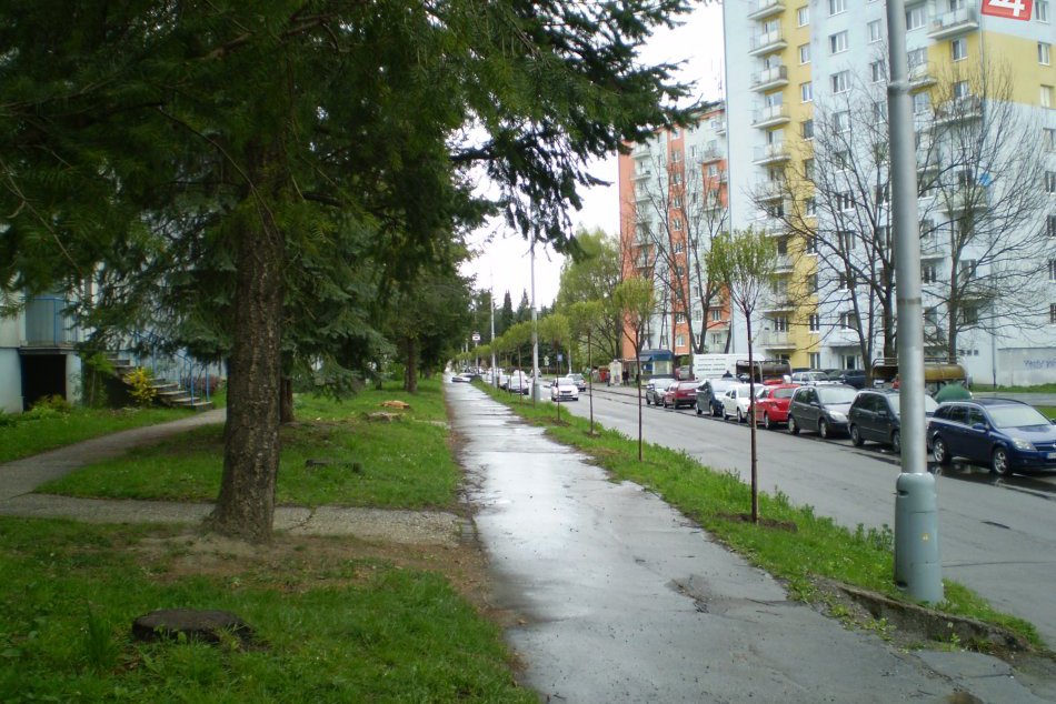 Škodcami napadnuté stromy nahradia nové: Táto bystrická ulica zakvitne čerešňami