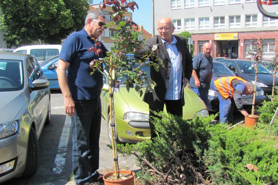 Vysádzanie nových ruží v centre Zlatých Moraviec