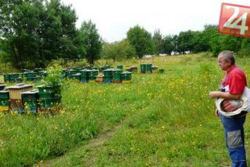 Včely v Polichne