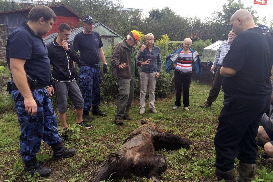 Medveď, ktorý sa zatúlal v Prešove: Šelma vážila okolo sto kg, mala 167 cm