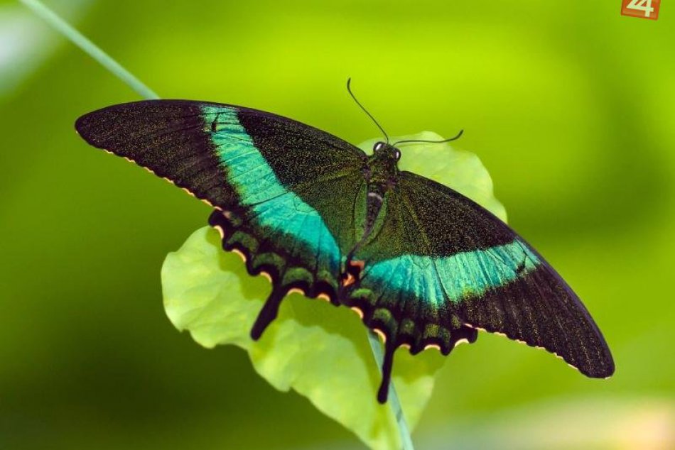Súťaž o najkrajšiu fotografiu exotických motýľov