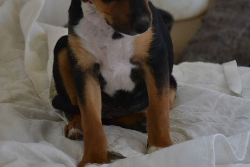 Zatúlané psíky Šaľa