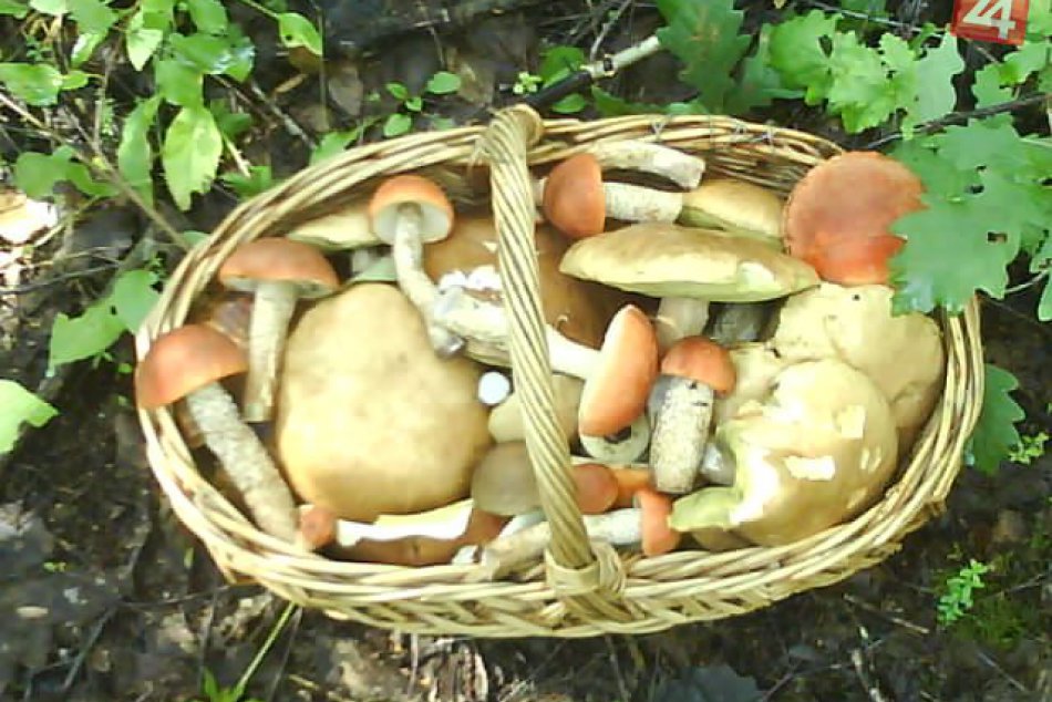 Vydarená hubárska sezóna: Matúš (24) si odnášal z lesa takto plné košíky