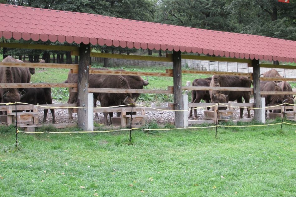 Každodenný život zubrov v Lovciach