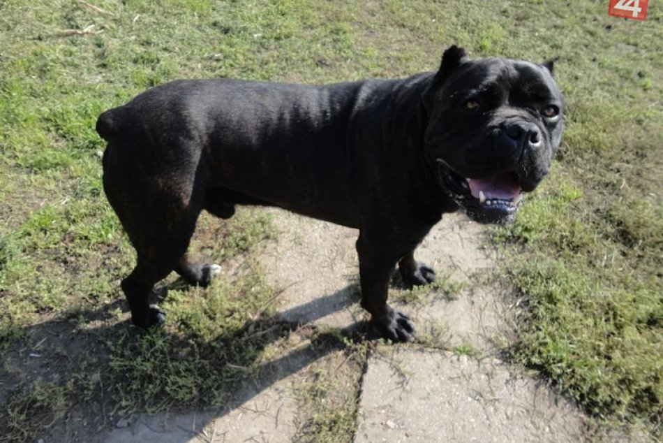 Útulkáč Moody si hľadá domov