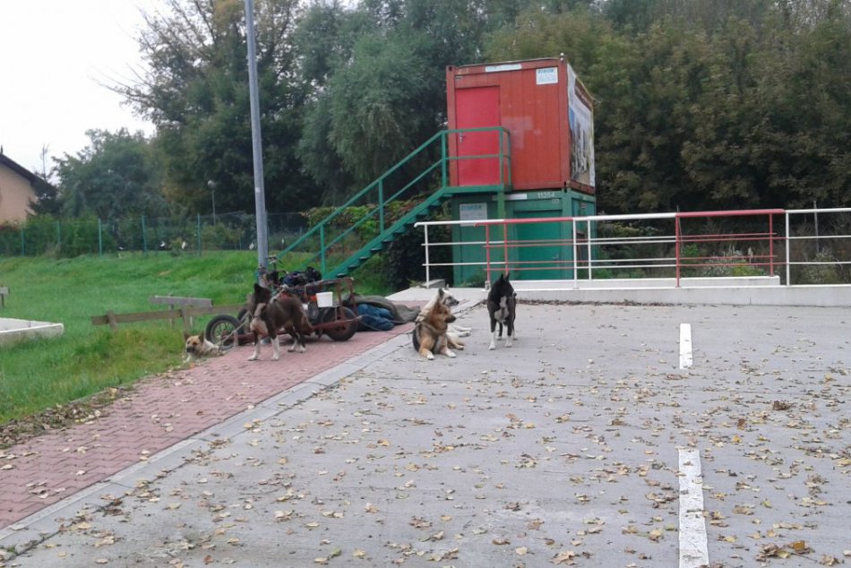 Vraj v Bratislavskom kraji sa nekočuje na záprahoch so psami. Omyl
