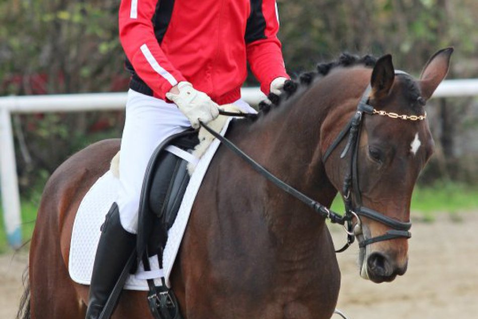 Drezúrne preteky na Kyneku