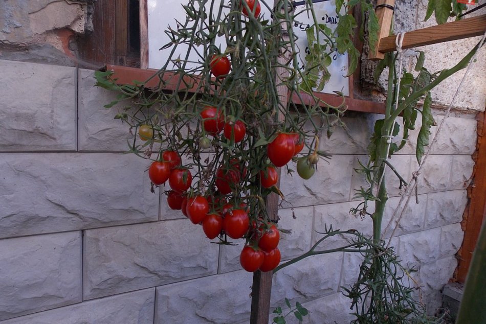 Odrody rôznych paradajok vášnivého pestovateľa