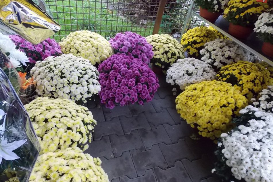 Dušičkový zhon v Spišskej: Predajcovia lákajú na chryzantémy aj vence