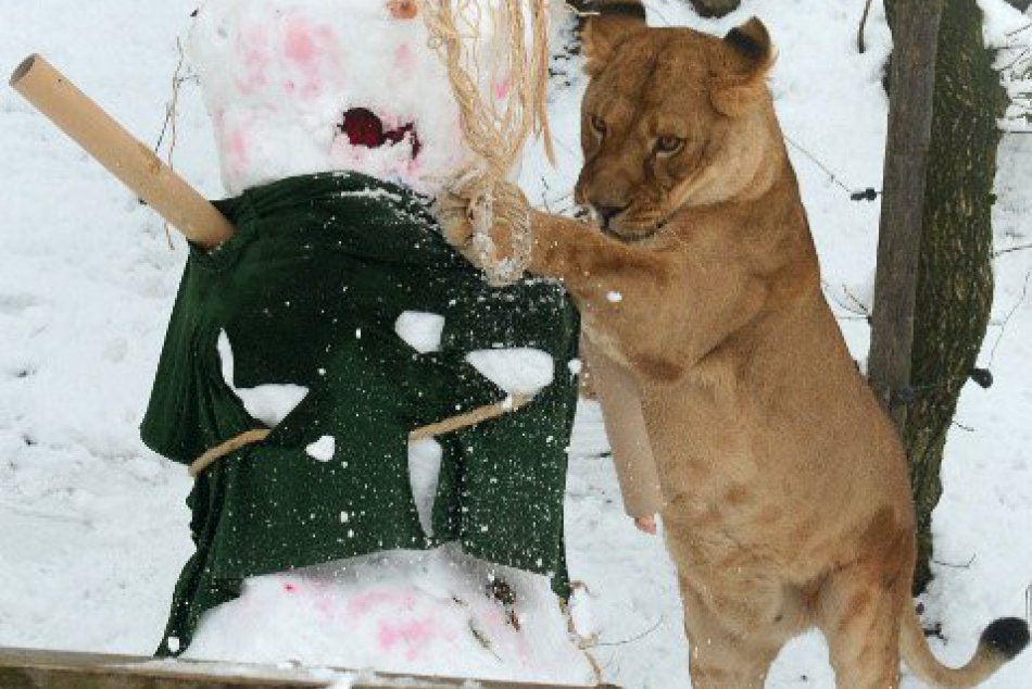 Zo snehuliakov mali túto zimu radosť aj košické levice