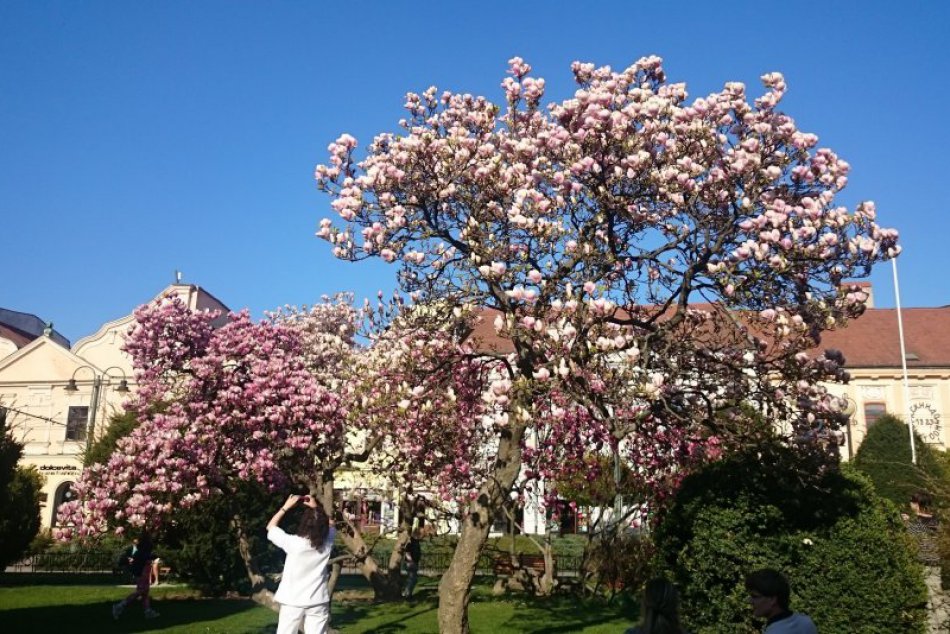 Jar v Prešove rozkvitla do nádhery: Kochajte sa aj vy!