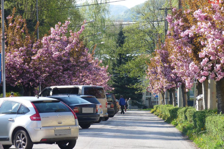 FOTO: Ulica doslova kvitnúca krásou: Aj takto vyzerá jar pod Urpínom!