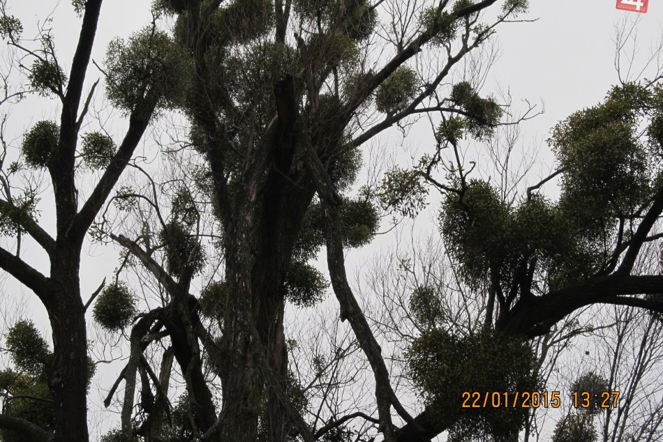 Prechádzky prírodou na Gaštanovou ulicou sú už bezpečnejšie