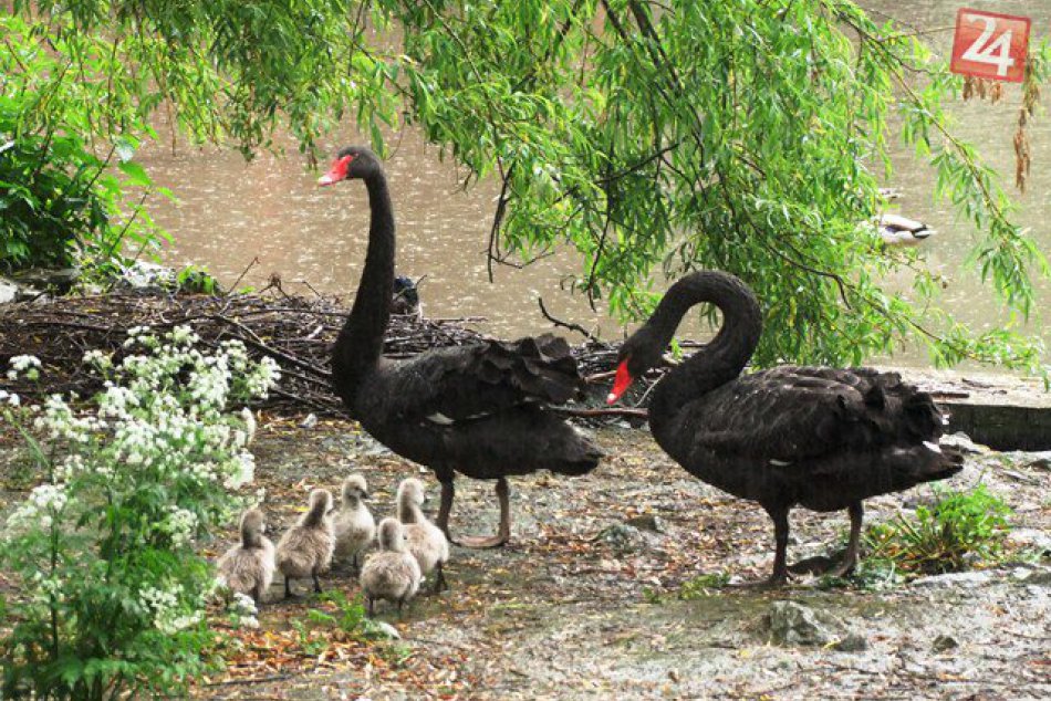 FOTO: Košická zoo sa po dlhšom čase dočkala ďalších prírastkov :)