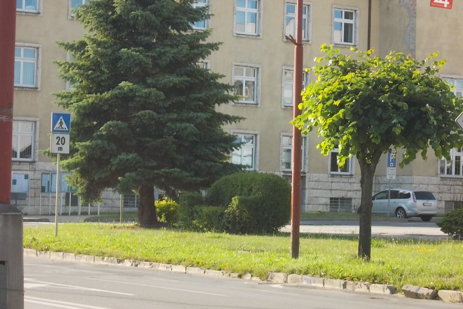 Zelený unikát uprostred mesta: V Spišskej máme krík v tvare sedačky...