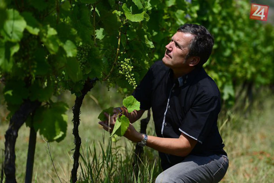 Vinohradníci zo Zemplína prognózujú lepšiu úrodu ako vlani