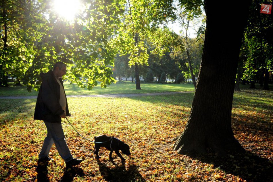 Mesto plánuje upraviť daň za psa: Chce znížiť rozdiely v poplatkoch