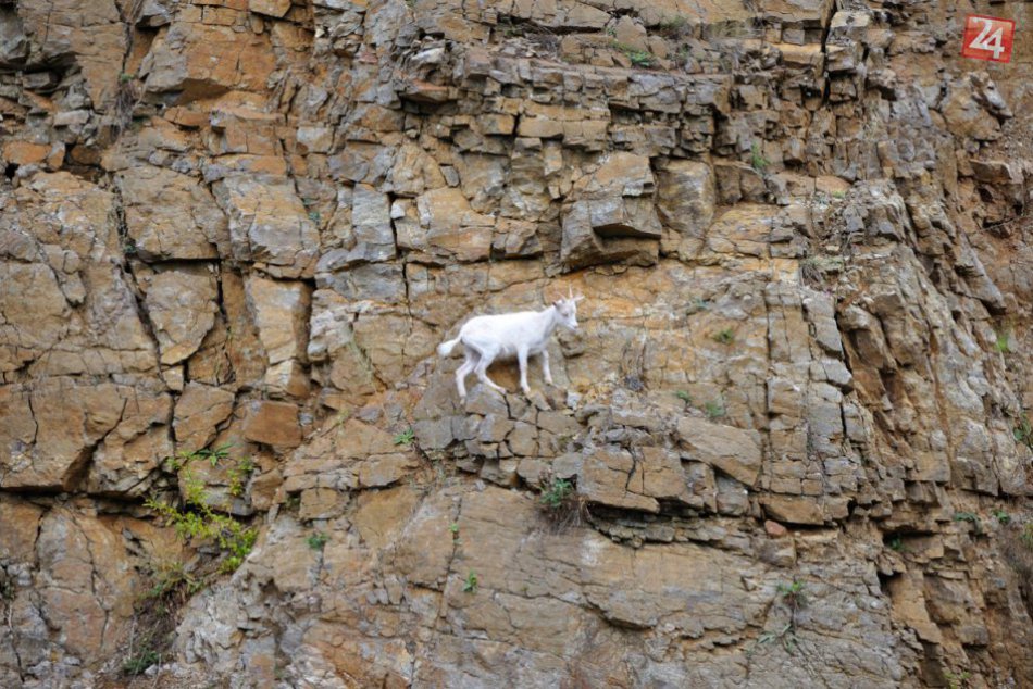 Jaroslav chcel kozliatko chytiť, to však zmizlo v skalnatom teréne