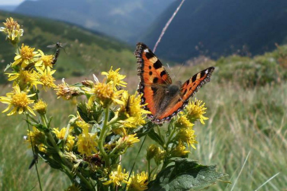 Inšpiratívne podujatia v Kafé Džezva: Vychutnajte si Maťove príhody z prírody