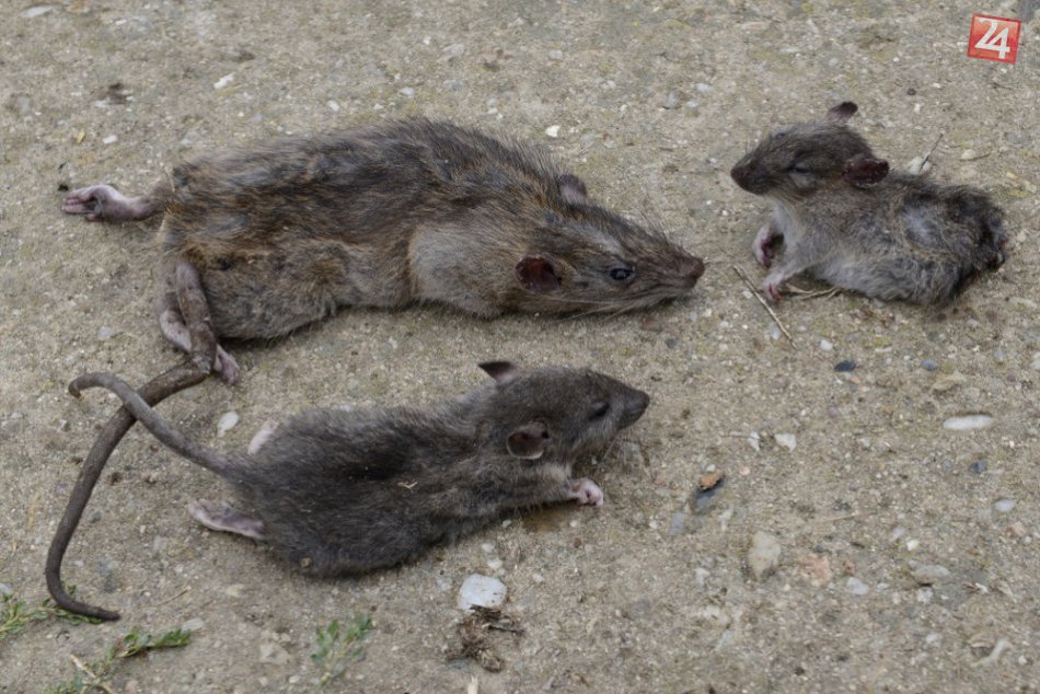 Gazdovia na Zemplíne chytajú potkany viacerými druhmi pascí. Pozrite si ich