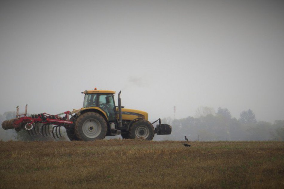Michalovské polia sú plné vtákov