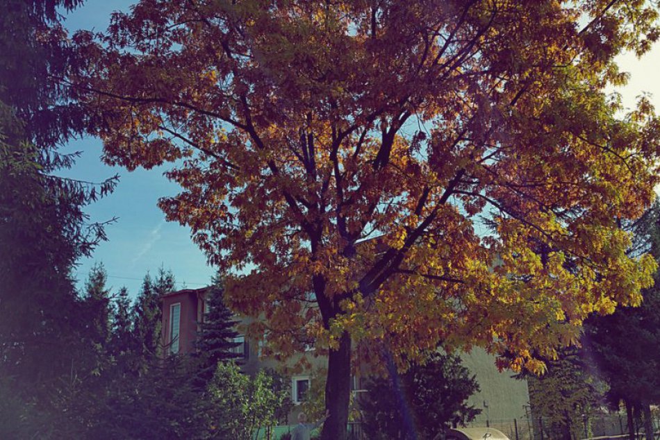 Obrazom: Dôchodca vysadil na kopci nad mestom viac ako 150 stromčekov