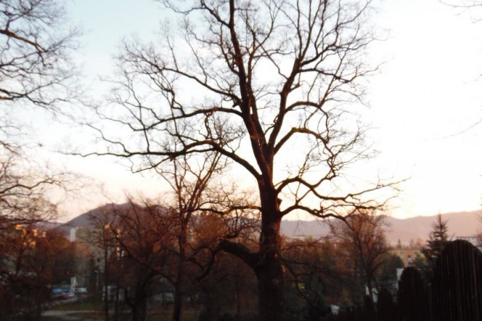 Najstarší strom v Humennom: Dub sivý pri amfiteátri