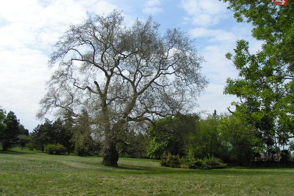 Zažil ešte vládu Márie Terézie, no i dve svetové vojny: Toto je on, najstarší st