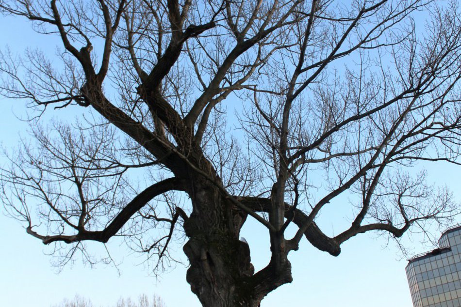 Najstarší strom v Poprade: Topoľ čierny pri rieke Poprad