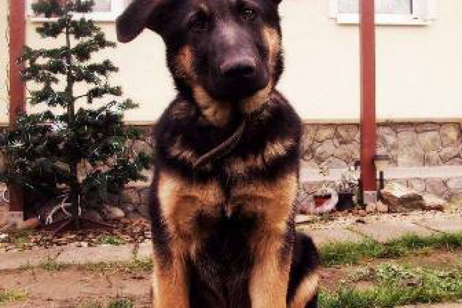 Aktuálna ponuka psíkov