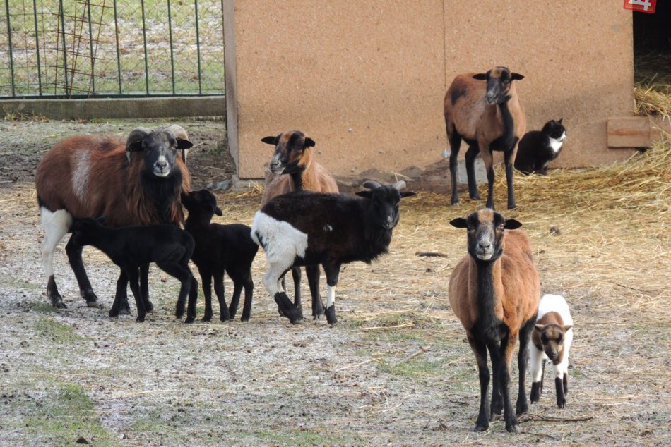 Žiarska minizoo sa rozrástla o mláďatá ovce kamerunskej a jedno mláďa ovce domác
