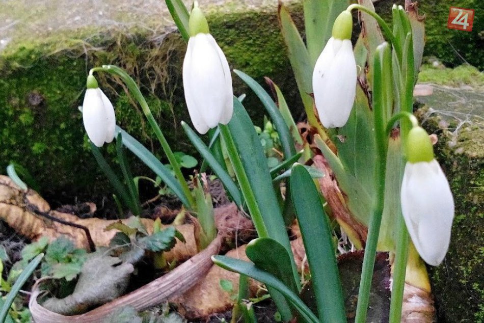 FOTO: Nitrianske záhrady obeleli, v tráve rozkvitol posol jari