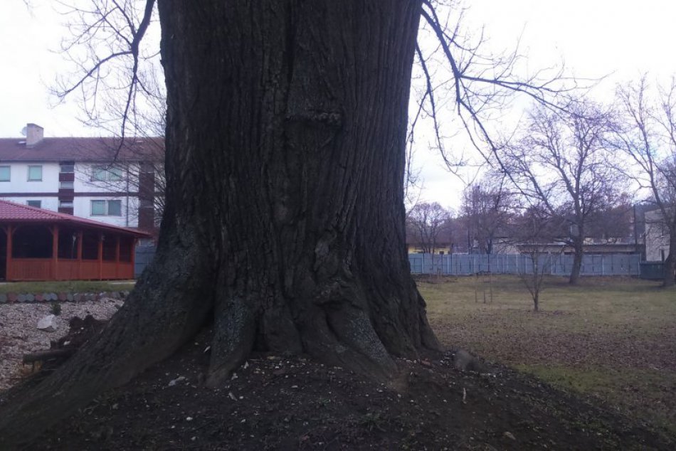 Najstarší strom v Spišskej stojí v areáli gymnázia