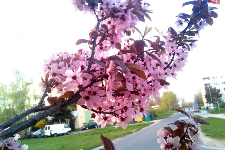 FOTO: Do Hlohovca dorazila nefalšovaná jar!
