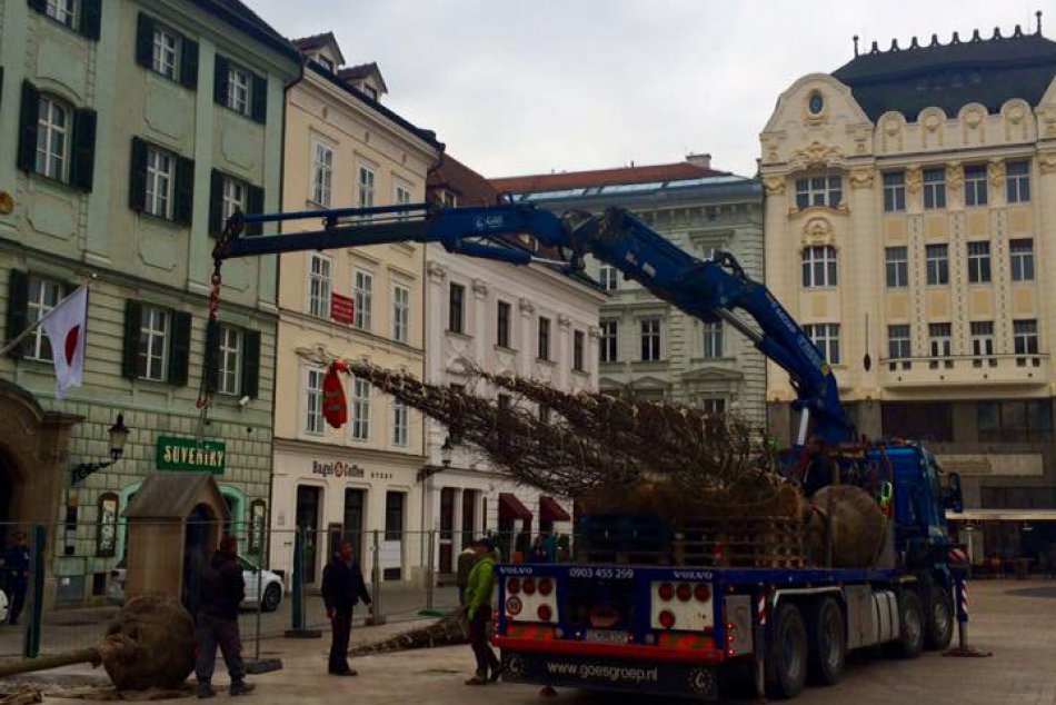 Výsadba nových stromov na Hlavnom námestí