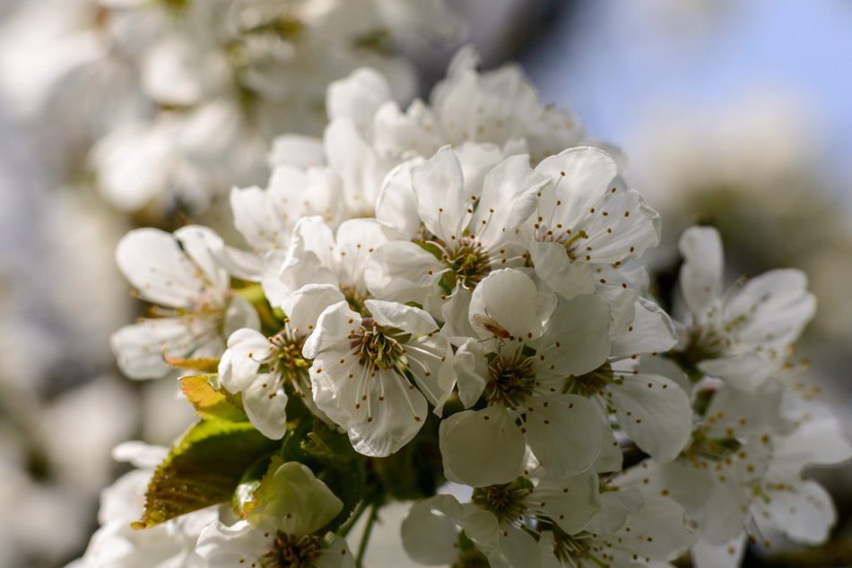 Jar sa ukázala v plnej kráse, FOTO: Úžasný pohľad na rozkvitnutý čerešňový sad