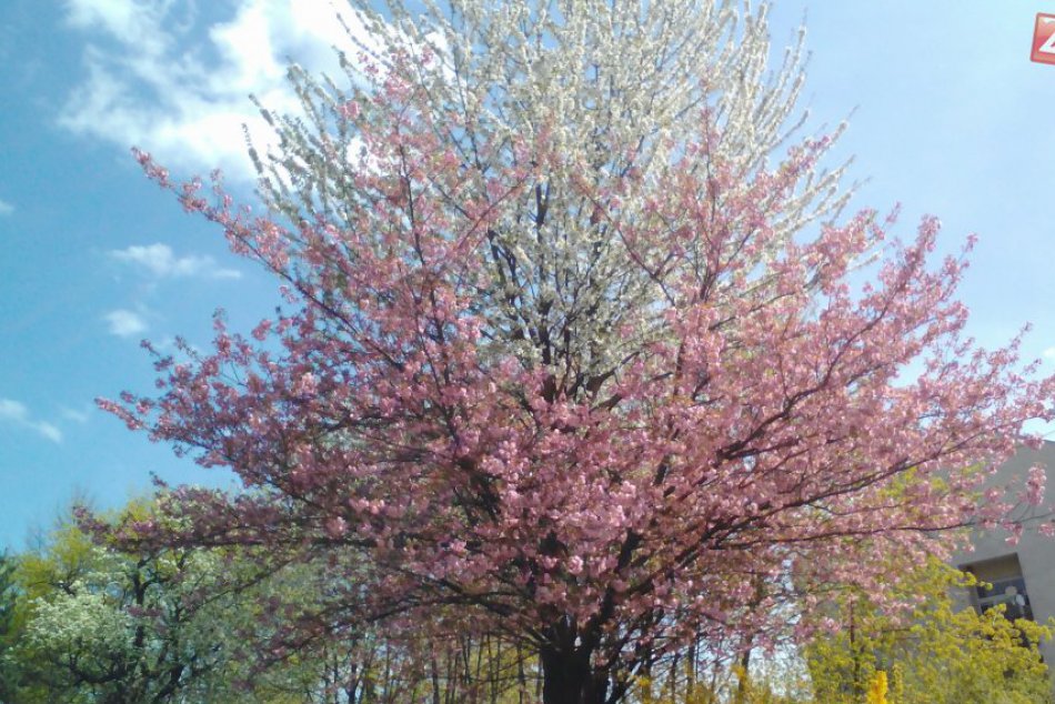 FOTO: Dvojfarebný strom rozkvitol v centre mesta