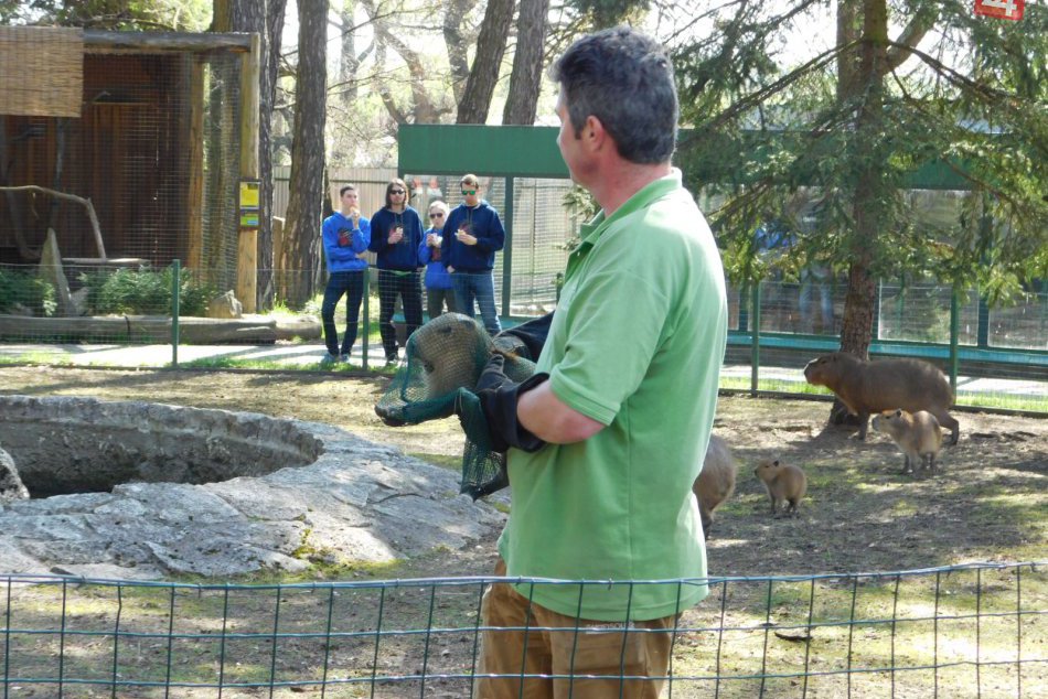 Malé dvojičky kapybary močiarnej dostali meno Rio a Ria