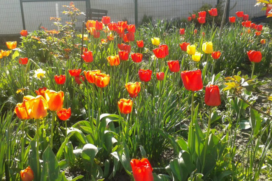 Jar v Považskej Bystrici: Kvety a stromy
