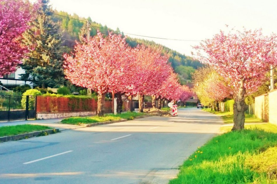 Krásna jar je už aj v Prešove: Aha, ako mesto rozkvitlo