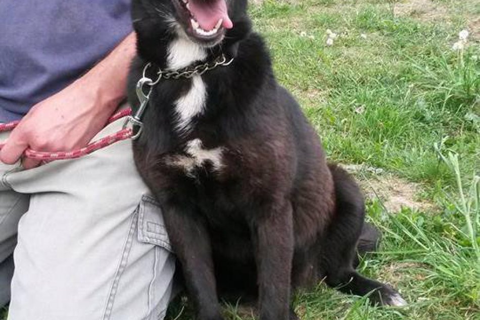 AKTUÁLNA PONUKA PSÍKOV a MAČIEK (v útulku) NA ADOPCIU