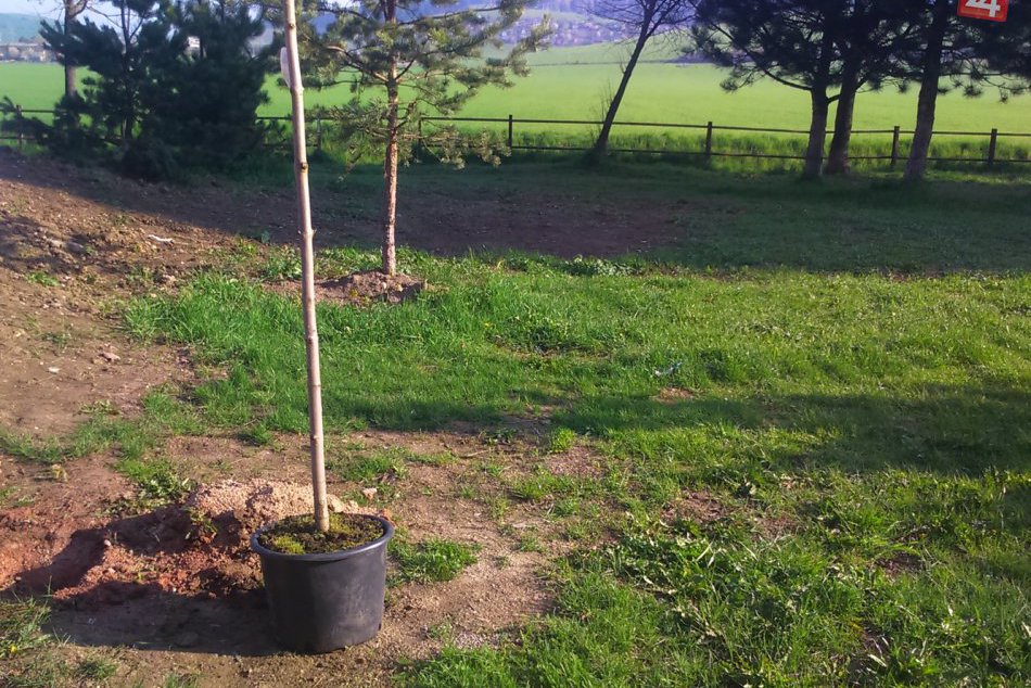 Výsadba nových stromčekov na sídlisku Západ