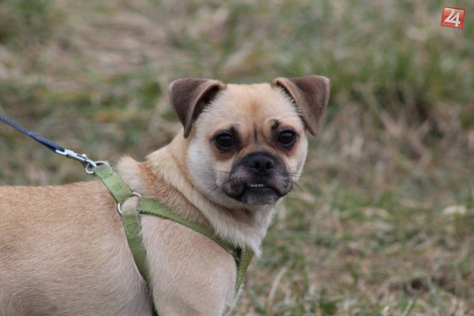 FOTO: Rita, stratený psík zo žiarskeho útulku