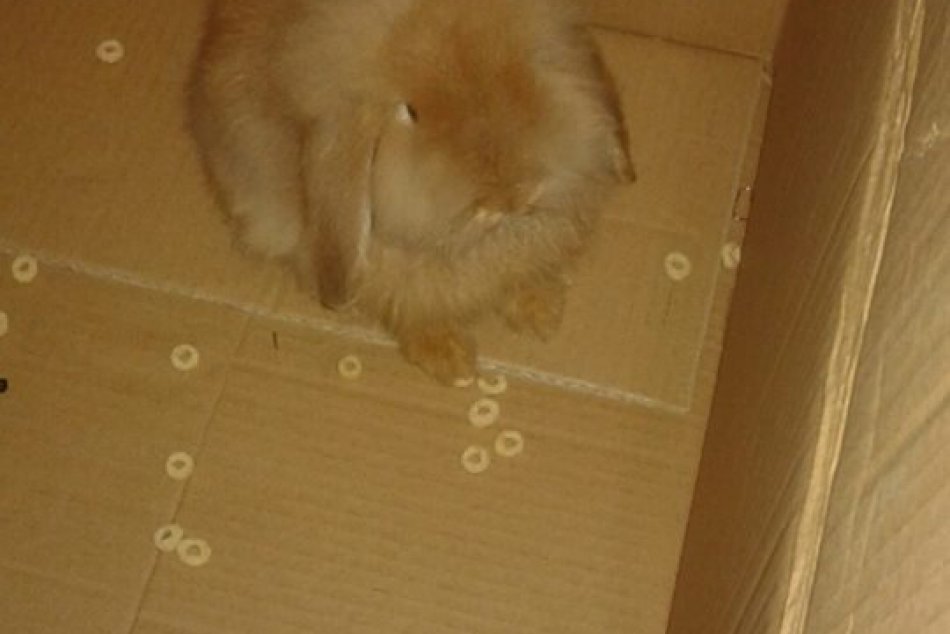 FOTO: Do predajne v Humennom zavítal roztomilý zajko