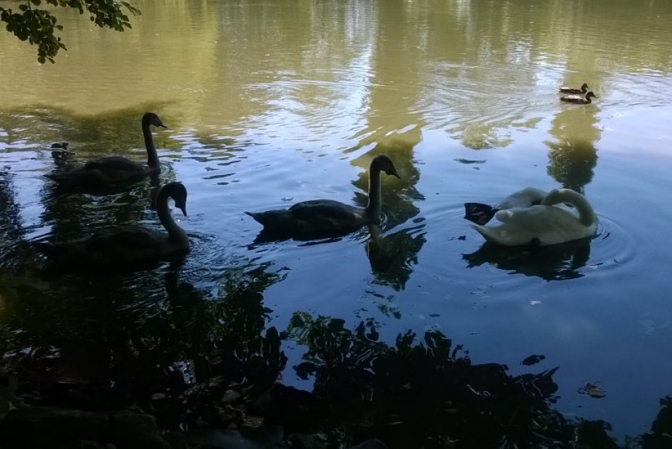 Labute v lučeneckom parku rastú do krásy